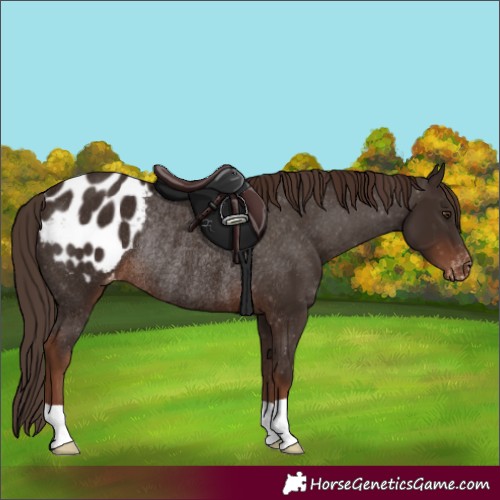 Horse Color:Liver Chestnut Blanket Rabicano
