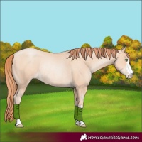 Horse Color:Classic Champagne Pearl Rabicano