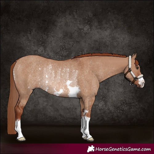 Horse Color:Red Dun Rabicano