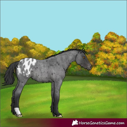 Horse Color:Blue Roan Appaloosa 