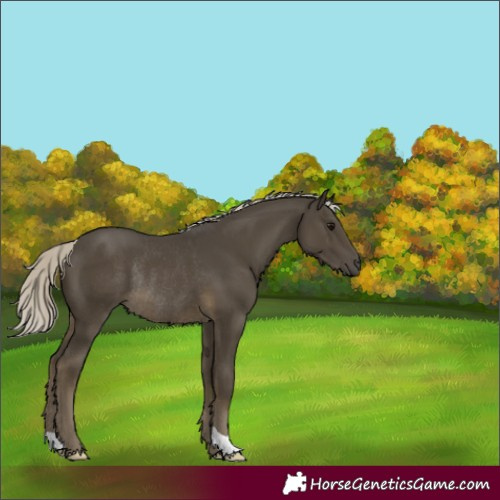 Horse Color:Silver Smoky Black Rabicano 
