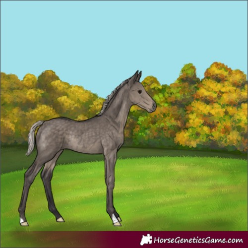 Horse Color:Silver Smoky Grullo Rabicano