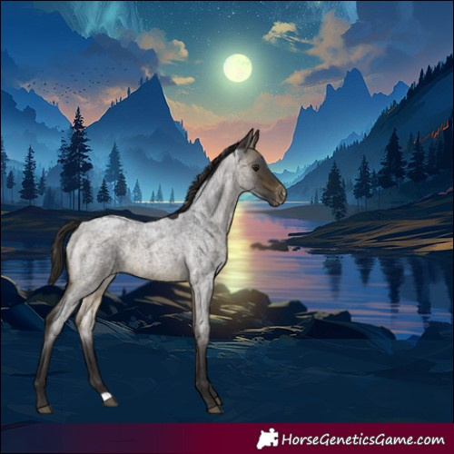 Horse Color:Buckskin Roan Varnish Rabicano 