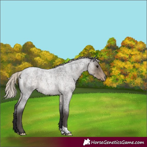Horse Color:Silver Smoky Blue Roan Appaloosa Rabicano 