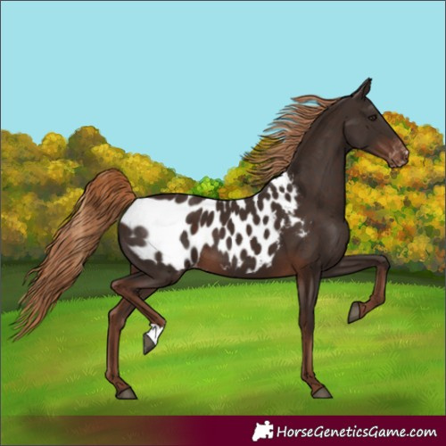 Horse Color:Liver Chestnut Appaloosa