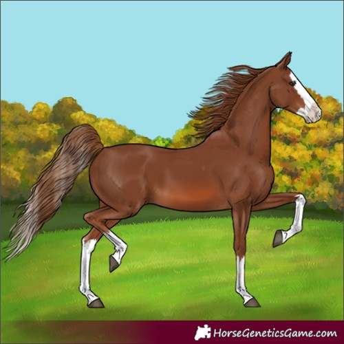 Horse Color:Chestnut Splash 