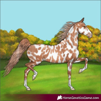 Horse Color:Gold Champagne Appaloosa 