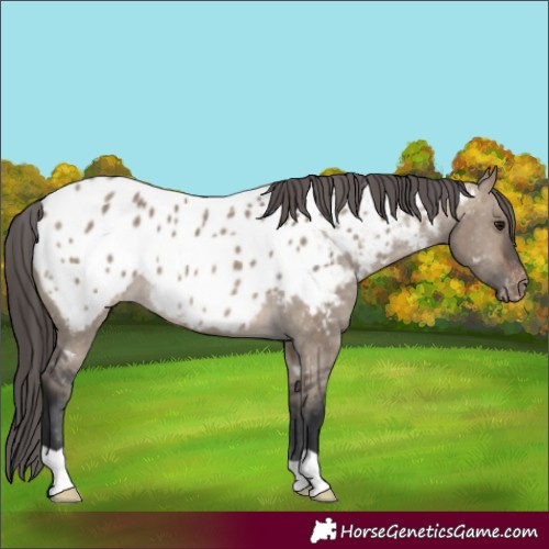 Horse Color:Brown Dun Near Leopard 