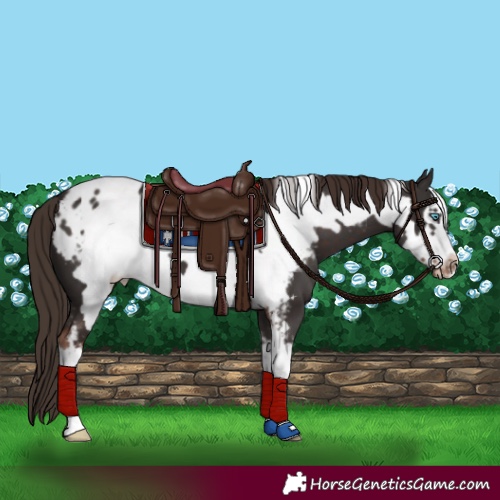 Horse Color:Liver Chestnut Sabino Frame Appaloosa
