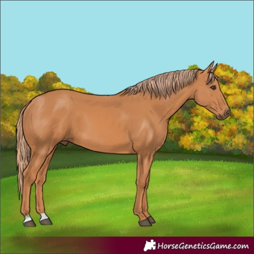 Horse Color:Chestnut 