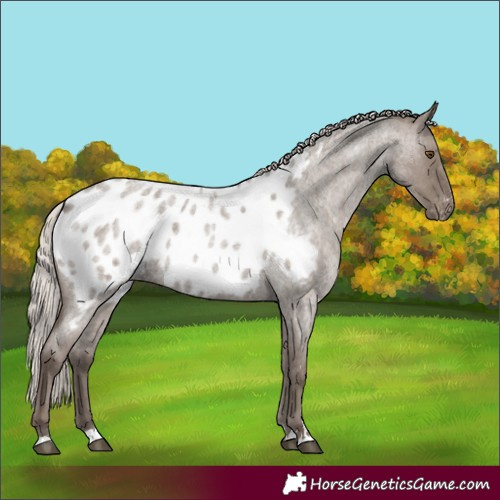 Horse Color:Silver Grullo Roan Near Leopard Rabicano