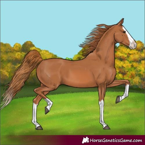 Horse Color:Chestnut Splash 