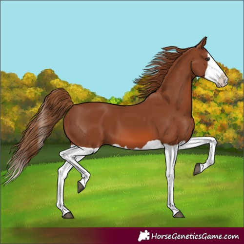 Horse Color:Chestnut Splash 