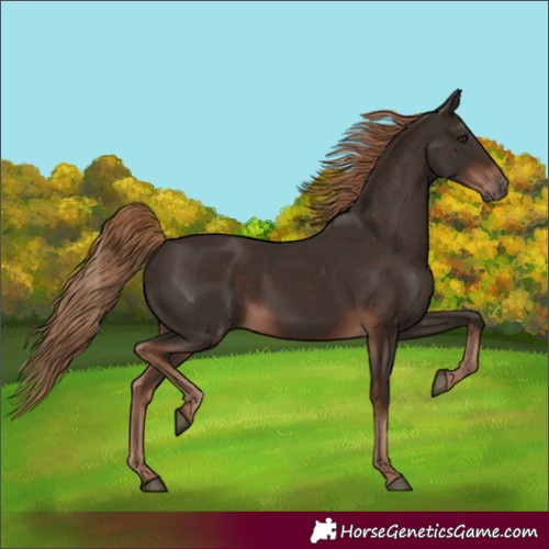 Horse Color:Liver Chestnut 