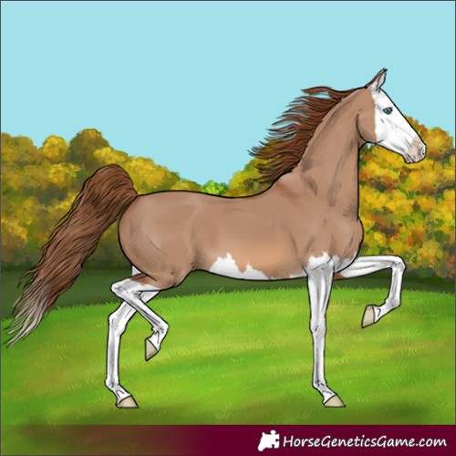 Horse Color:Red Dun Splash 