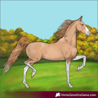 Horse Color:Gold Champagne Splash