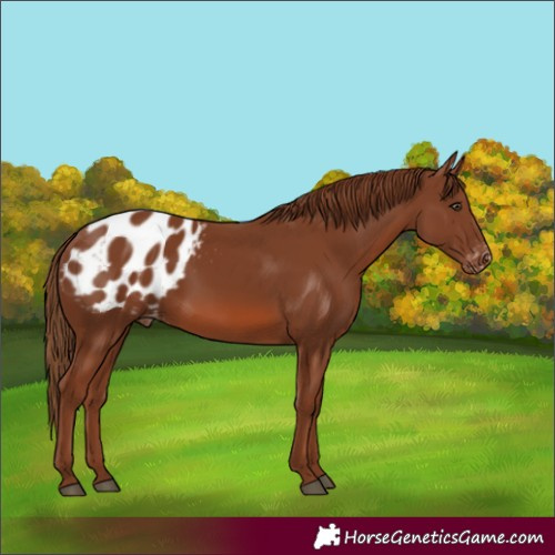 Horse Color:Chestnut Appaloosa 
