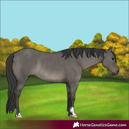 Horse Color:Grullo Rabicano 