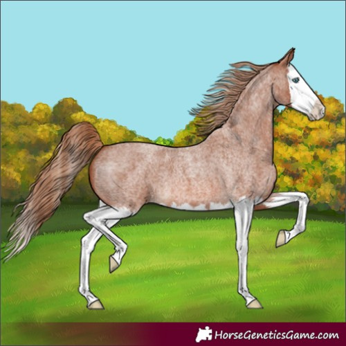 Horse Color:Red Roan Splash 