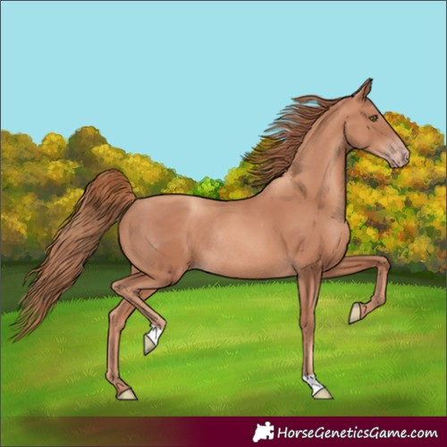 Horse Color:Gold Champagne Rabicano 