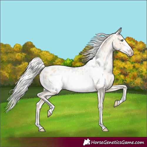 Horse Color:Gold Cream Champagne Pearl Frame Appaloosa Rabicano 