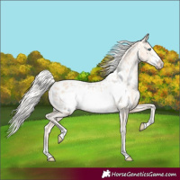 Horse Color:Gold Cream Champagne Pearl Frame Appaloosa Rabicano 