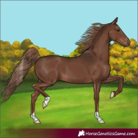 Horse Color:Liver Chestnut