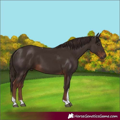 Horse Color:Liver Chestnut Tobiano