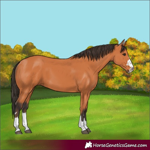 Horse Color:Bay 