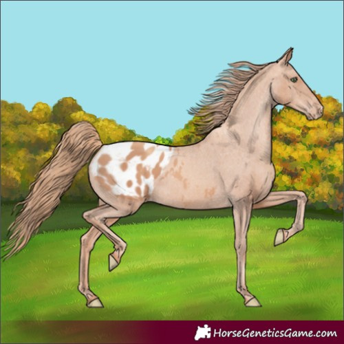 Horse Color:Gold Champagne Appaloosa 