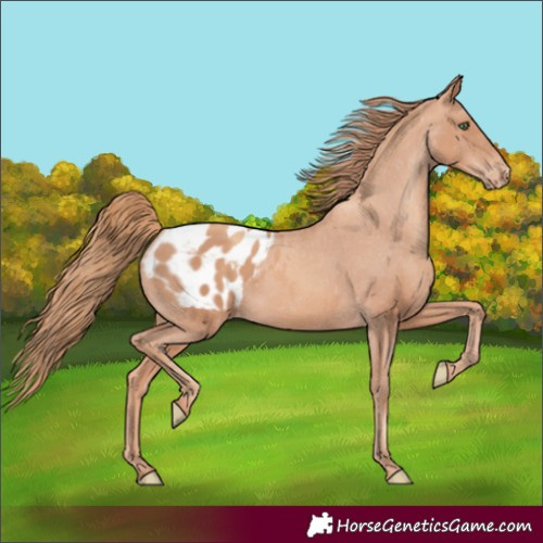 Horse Color:Gold Champagne Appaloosa 