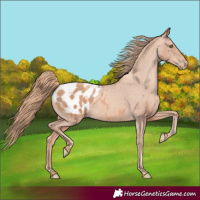 Horse Color:Gold Champagne Appaloosa 