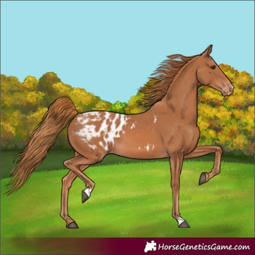 Horse Color:Chestnut Blanket 