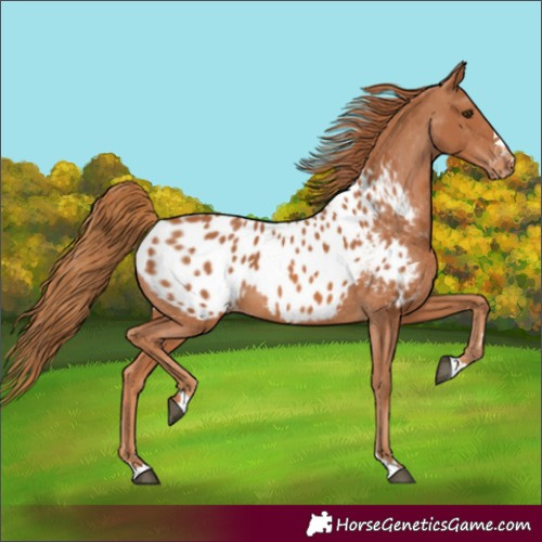Horse Color:Chestnut Appaloosa