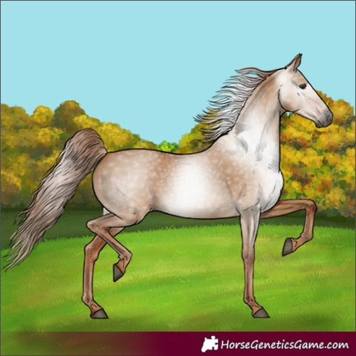 Horse Color:Gray Red Dun 
