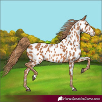Horse Color:Chestnut Near Leopard