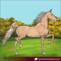 Horse Color:Gold Champagne 