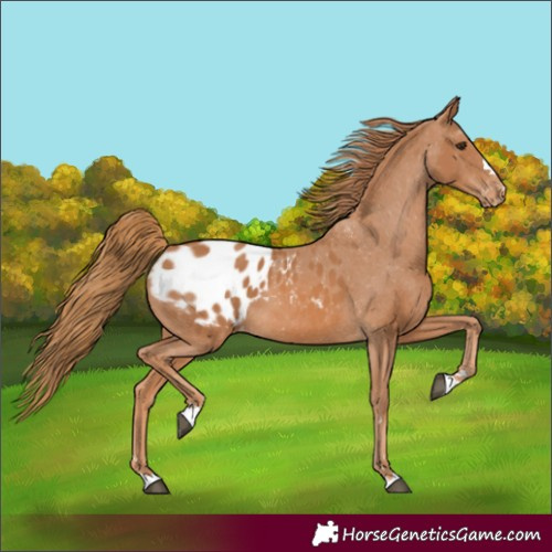 Horse Color:Chestnut Blanket 