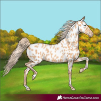 Horse Color:Gold Champagne Appaloosa 
