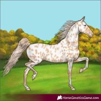 Horse Color:Gold Champagne Appaloosa 