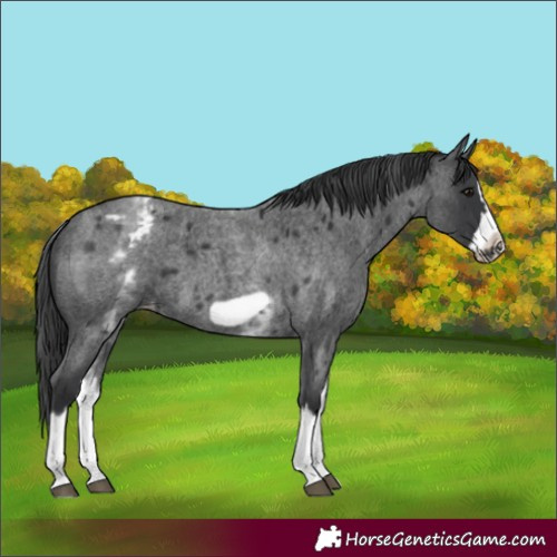 Horse Color:White Spotted Blue Roan Splash Frame Appaloosa 