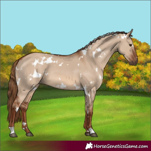 Horse Color:White Spotted Red Dun 