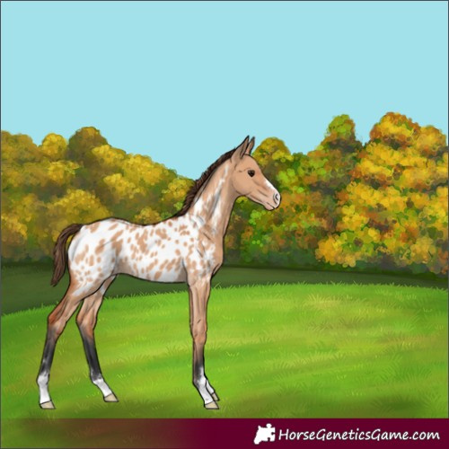 Horse Color:Bay Dun Appaloosa 
