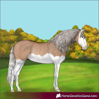 Horse Color:Silver Brown Dun Splash Rabicano 