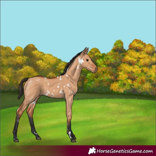 Horse Color:White Spotted Bay Dun 