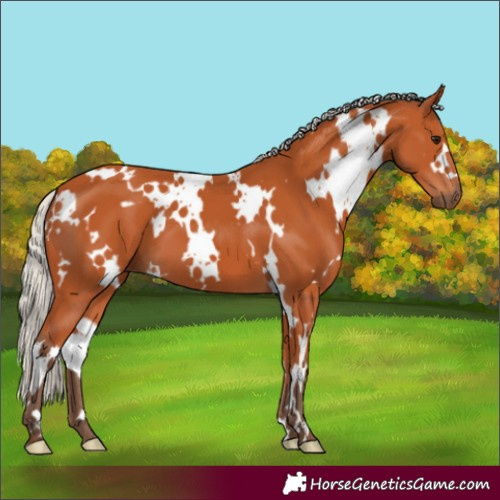Horse Color:White Spotted Silver Bay 