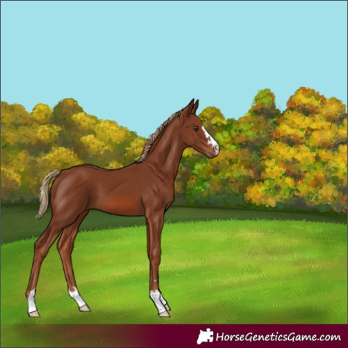 Horse Color:Chestnut 