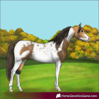 Horse Color:Buckskin Tobiano Frame