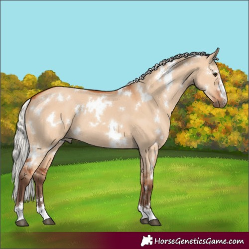 Horse Color:White Spotted Silver Bay Dun 