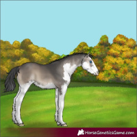 Horse Color:Blue Onyx Splash 